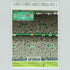 Celtic 2026 Title Winning Goal Print